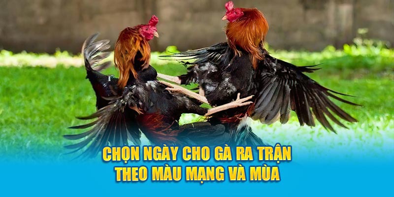 Chọn ngày cho gà ra trận theo màu mạng và mùa